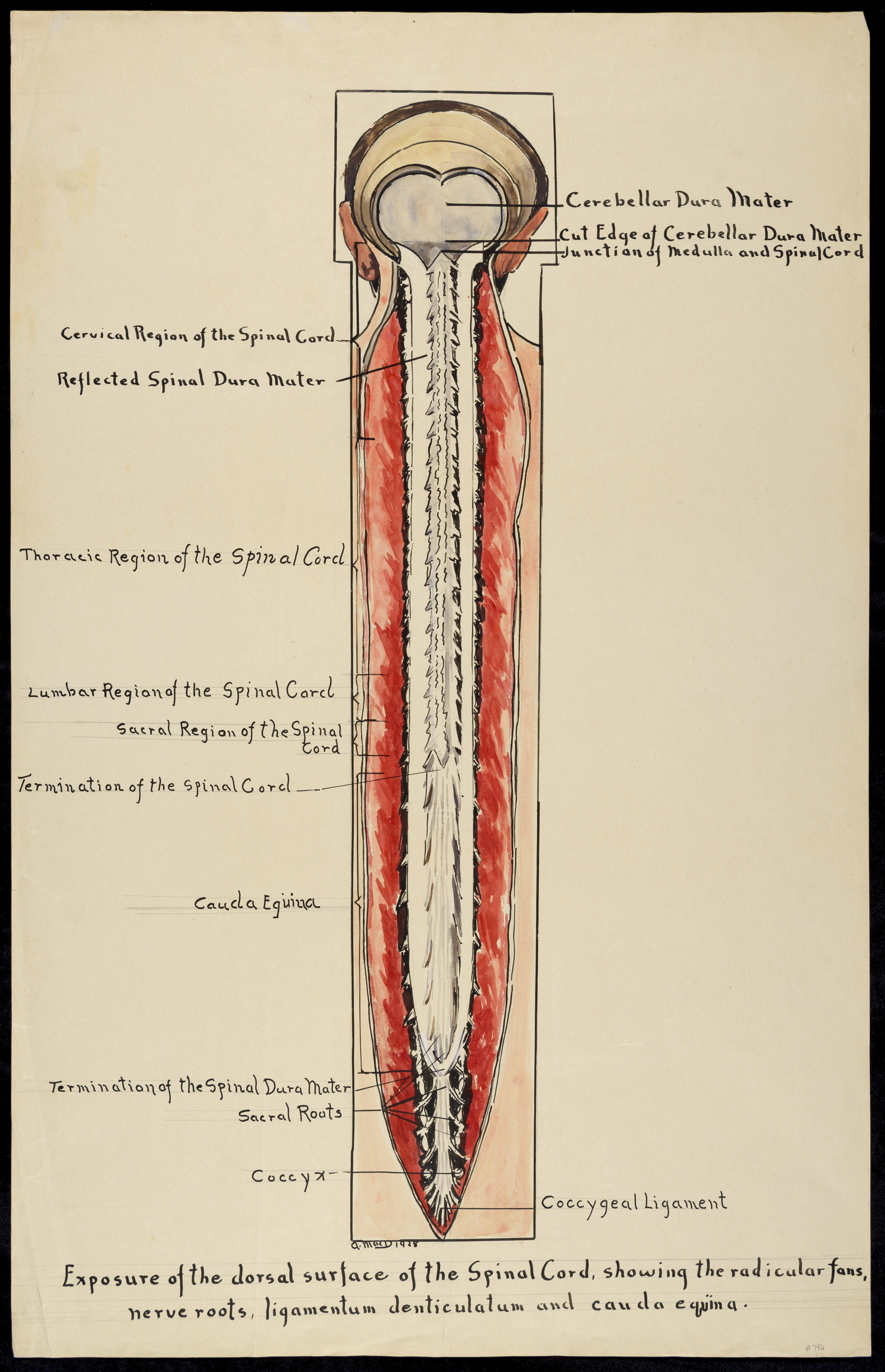 ligamentum denticulatum