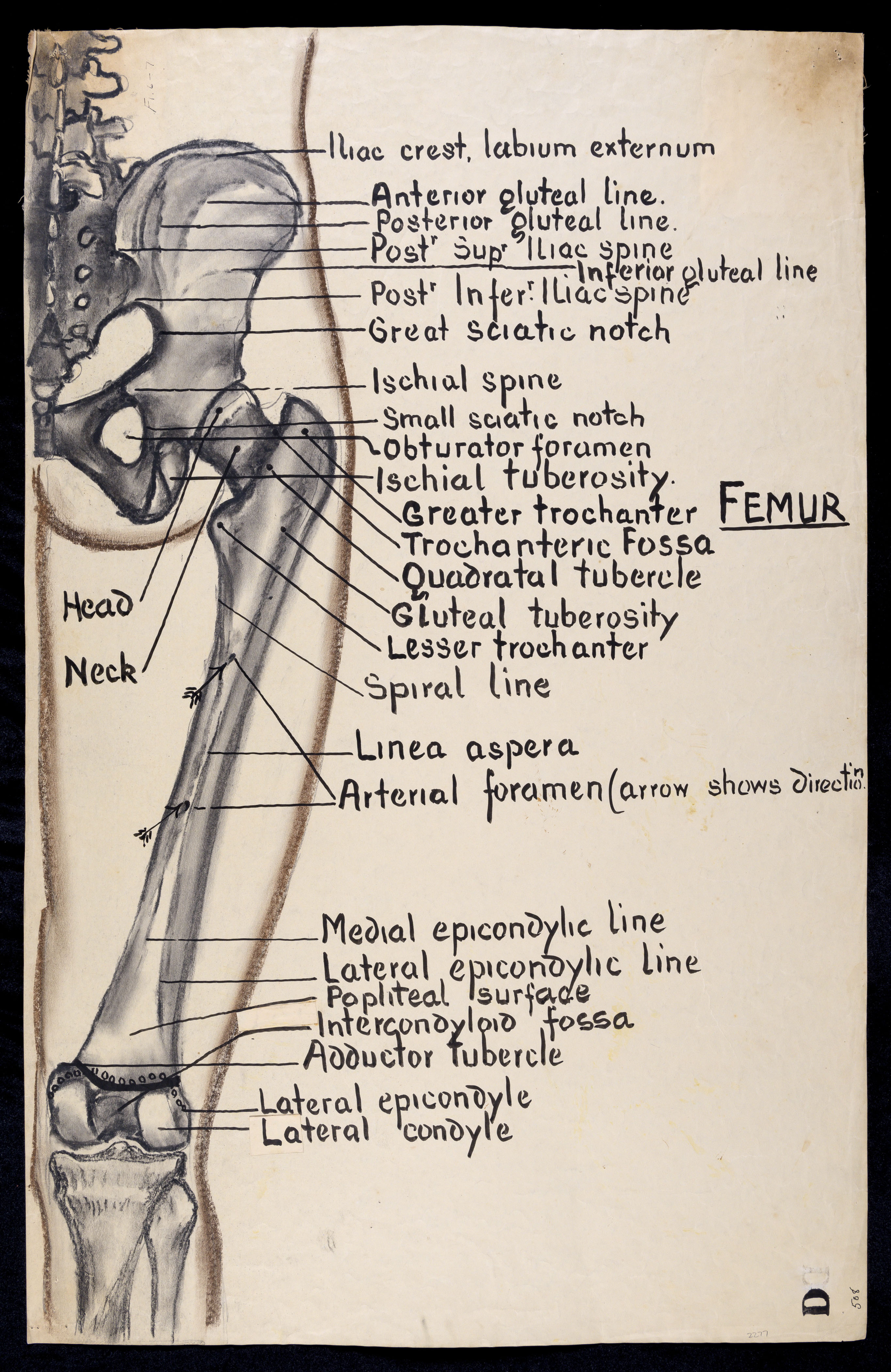 spiral line of femur